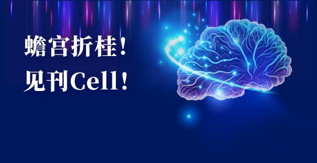 Cell项目文章 | 中国科学家解码人脑多区域时空发育奥秘！